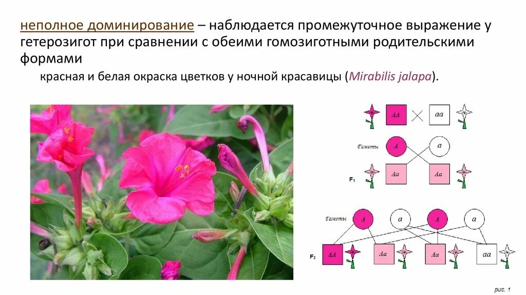 Неполное доминирование. Окраска ночной красавицы. Ночная красавица неполное доминирование. Скрещивание ночной красавицы.