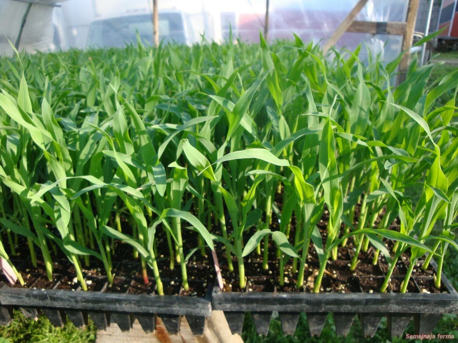 Можно ли посадить кукурузу. Ростки кукурузы. Всходы кукурузы. Прорастить кукурузу. Кукуруза огород всходы.