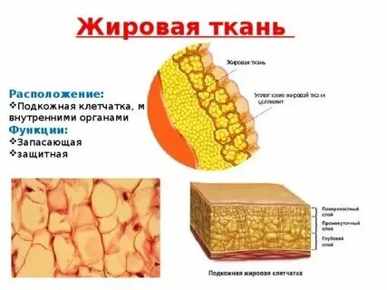 Подкожная жировая клетчатка это ткань