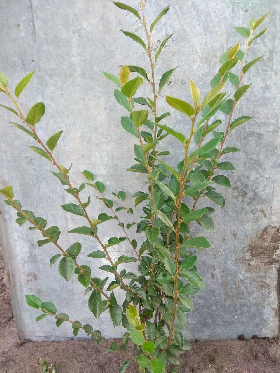 кизильник блестящий cotoneaster lucidus осенью. кизильник блестящий 5 лет. кизильник рассада. кизильник блестящий люцидус. кизильник саженцы.