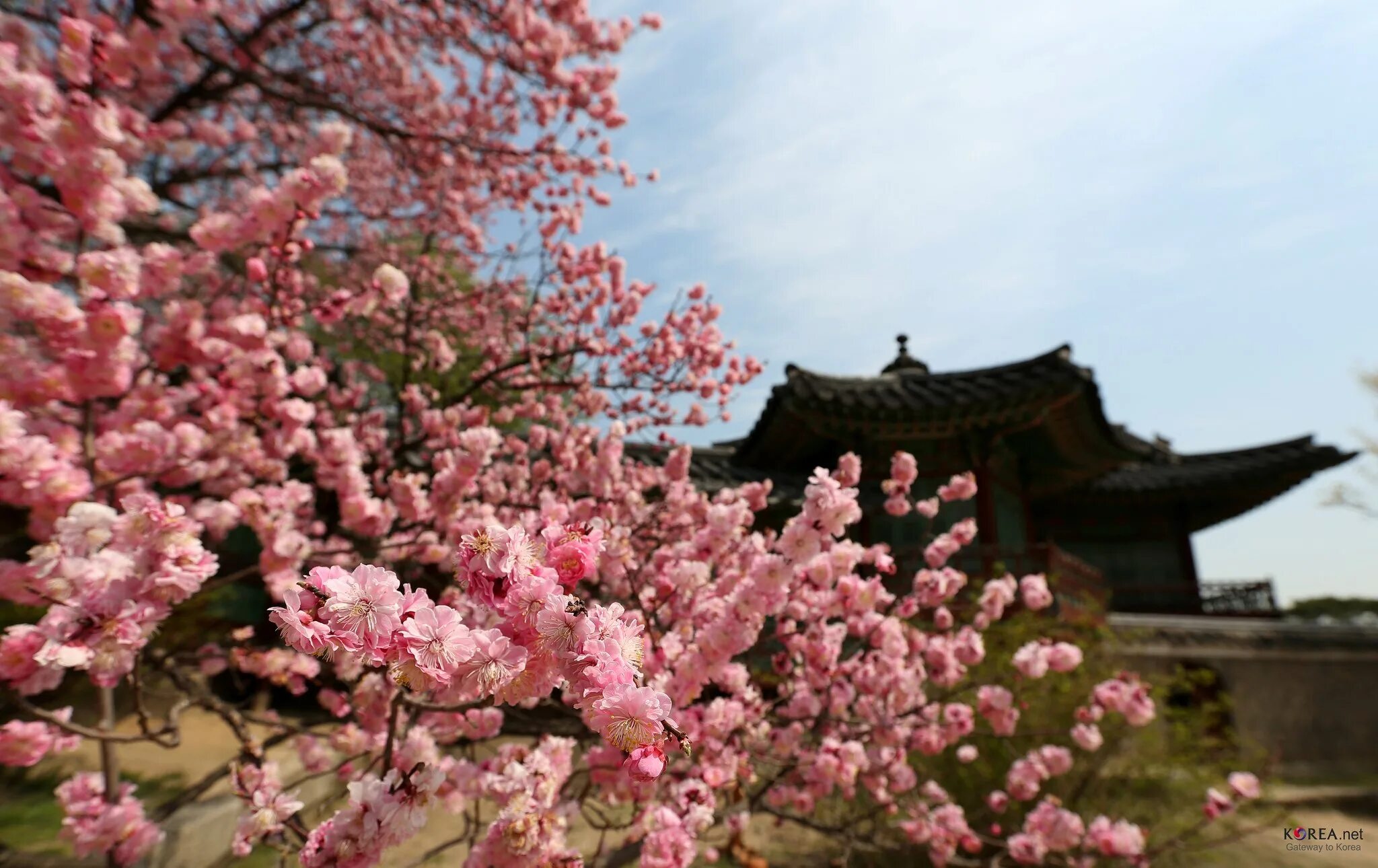 Южные сакуры. Корея Сеул Сакура. Сеул цветение Сакуры. Сакура и дворец Корея. Сеул Южная Корея цветение Сакуры.