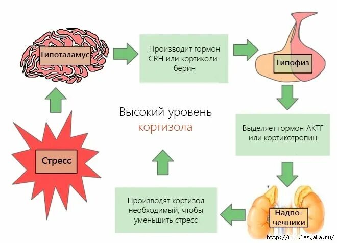 Слабость гормоны