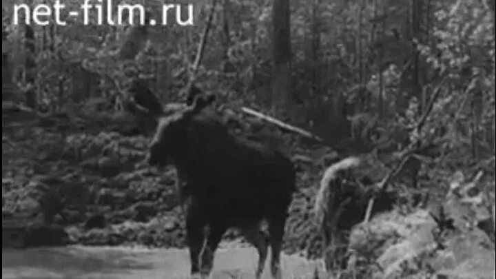 Лесные пожары в подмосковье в 1972 году. Пожары в подмосковье в 1972 году. Пожары 1972. Лесные и торфяные пожары в ссср (1972). Торфяные пожары 1972.