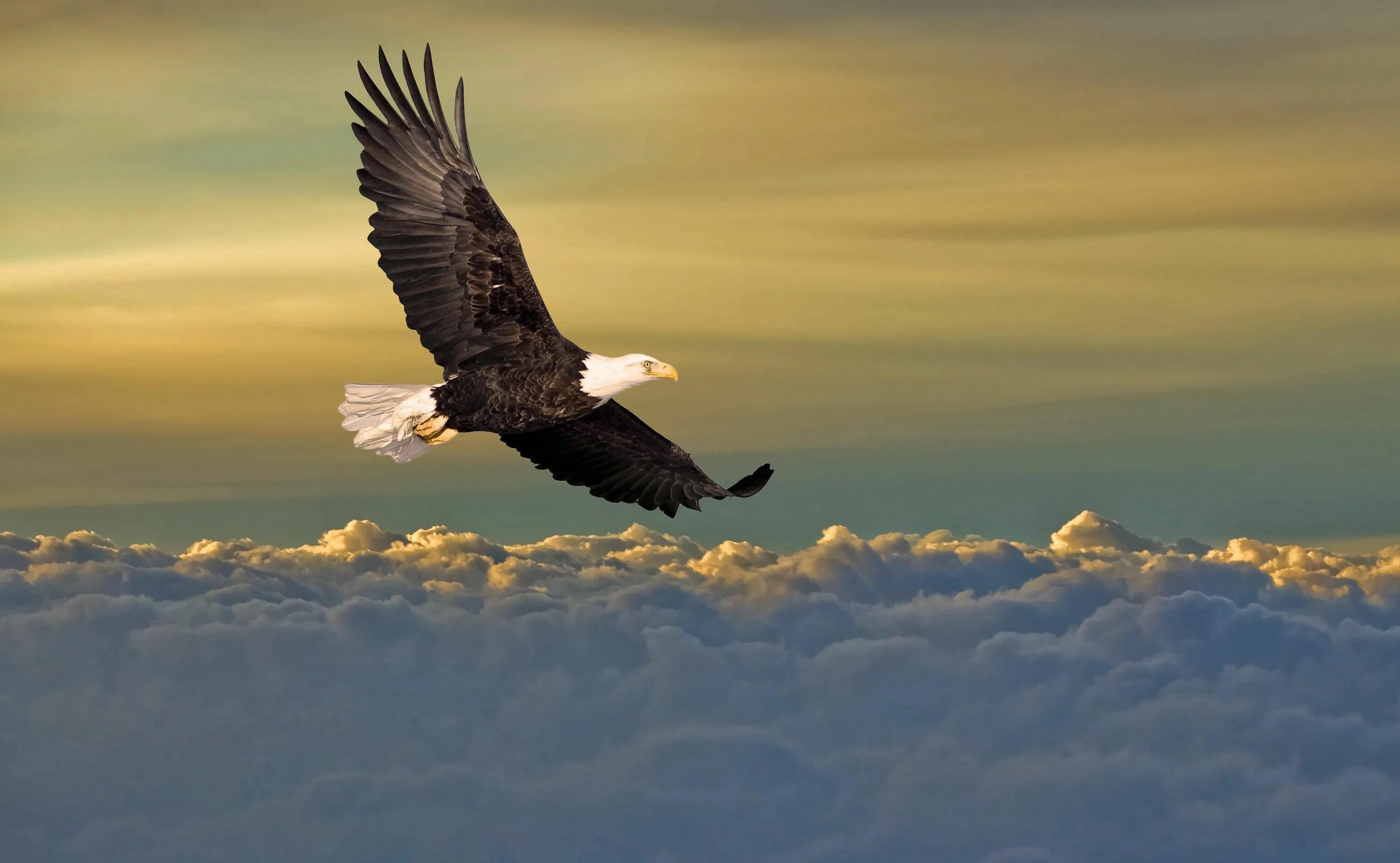 Автономная свобода. Орел в небе. Орел в воздухе. Парящий Орел. Парящий Орел в облаках.