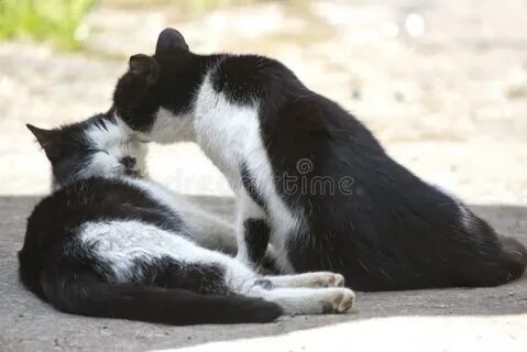 Kiss cat 18