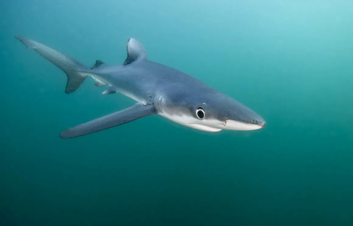 Катран 7. Катран сельдевая акула. Катран акула черного моря. Акула мако. Карликовая рифовая акула.