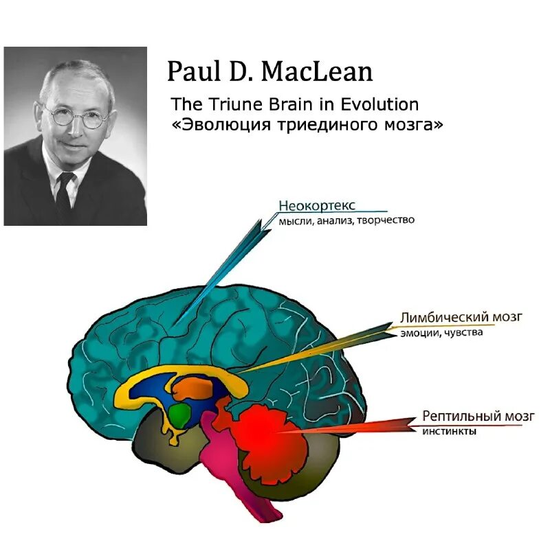триединый мозг. триединый мозг. теория триединого мозга пола маклина. Maclean). модель триединого мозга пола маклина.