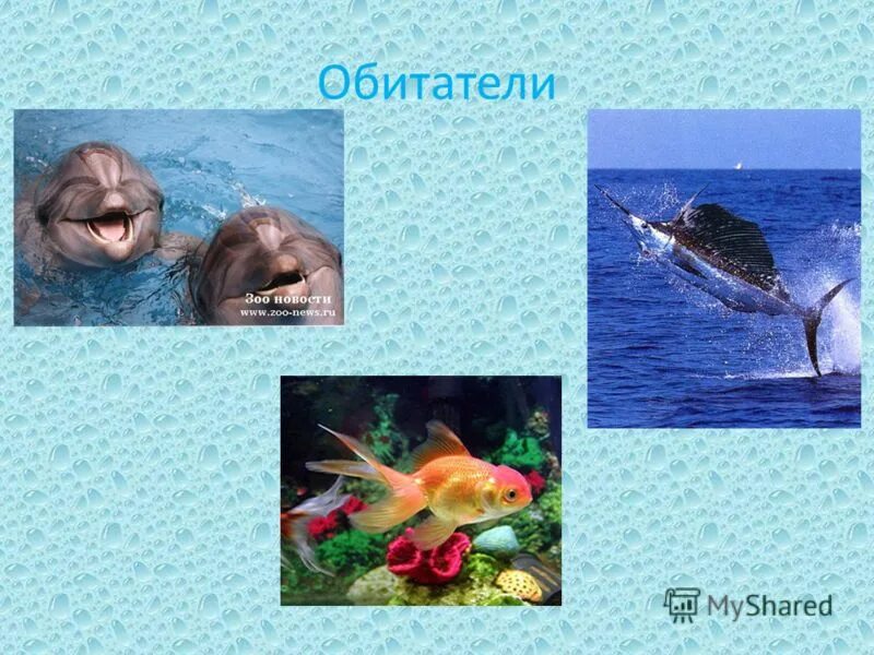 материал который долговечен в водной среде. обитатели водной среды 5 класс биология. обитатели водной среды обитания. организмы обитающие в водной среде обитания. животные обитающие в водной среде.