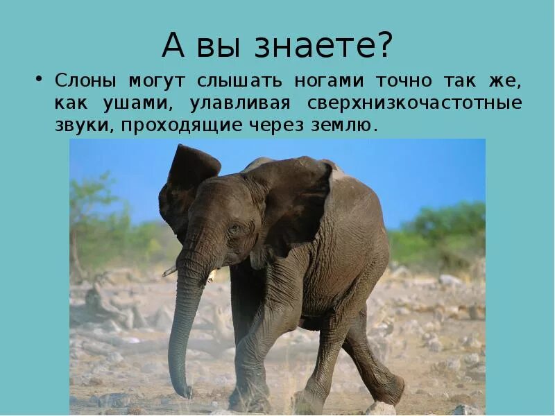 Слон какой звук. Слон для презентации. презентация на тему слонов. презентация о слонах. факты о слоне.