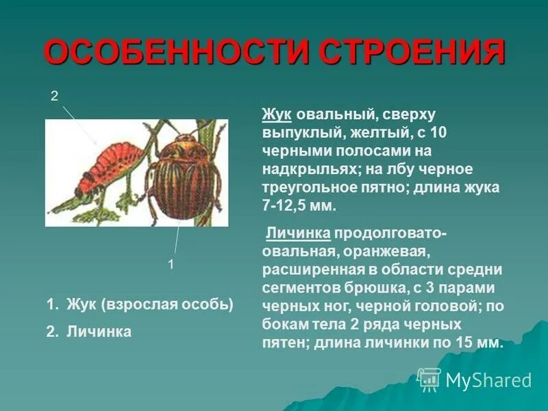 Внешнее строение колорадского жука. Строение колорадского жука. внутреннее строение колорадского жука. особенности строения жуков.