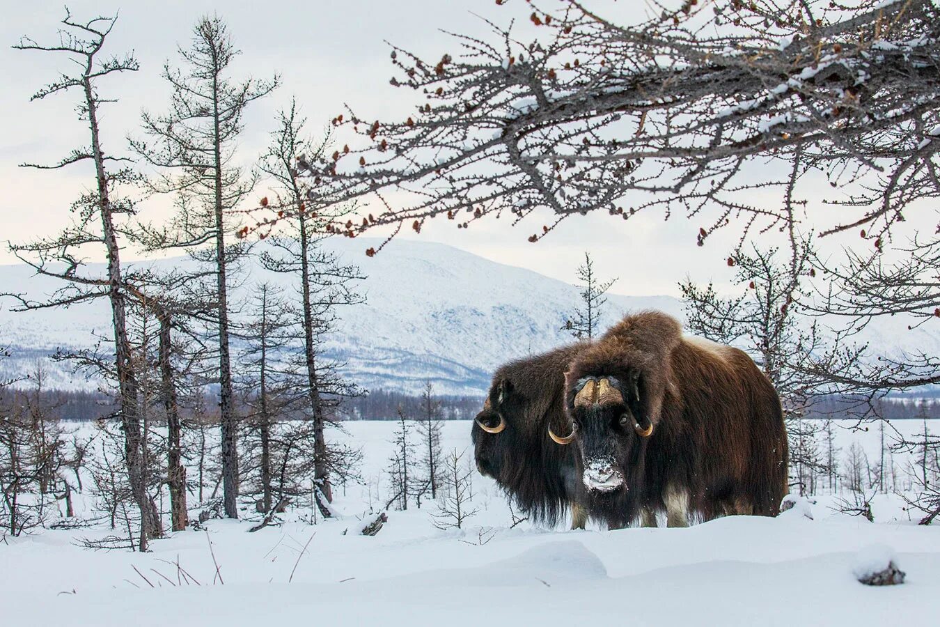 Овцебык в Арктике. Овцебыки ЯНАО. Дикая природа России. Фотоконкурс русского географического