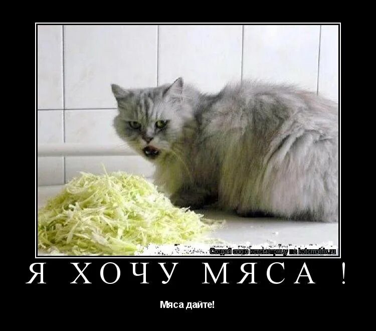 Капуста прикол. Кот ест капусту. Хочу мяса.