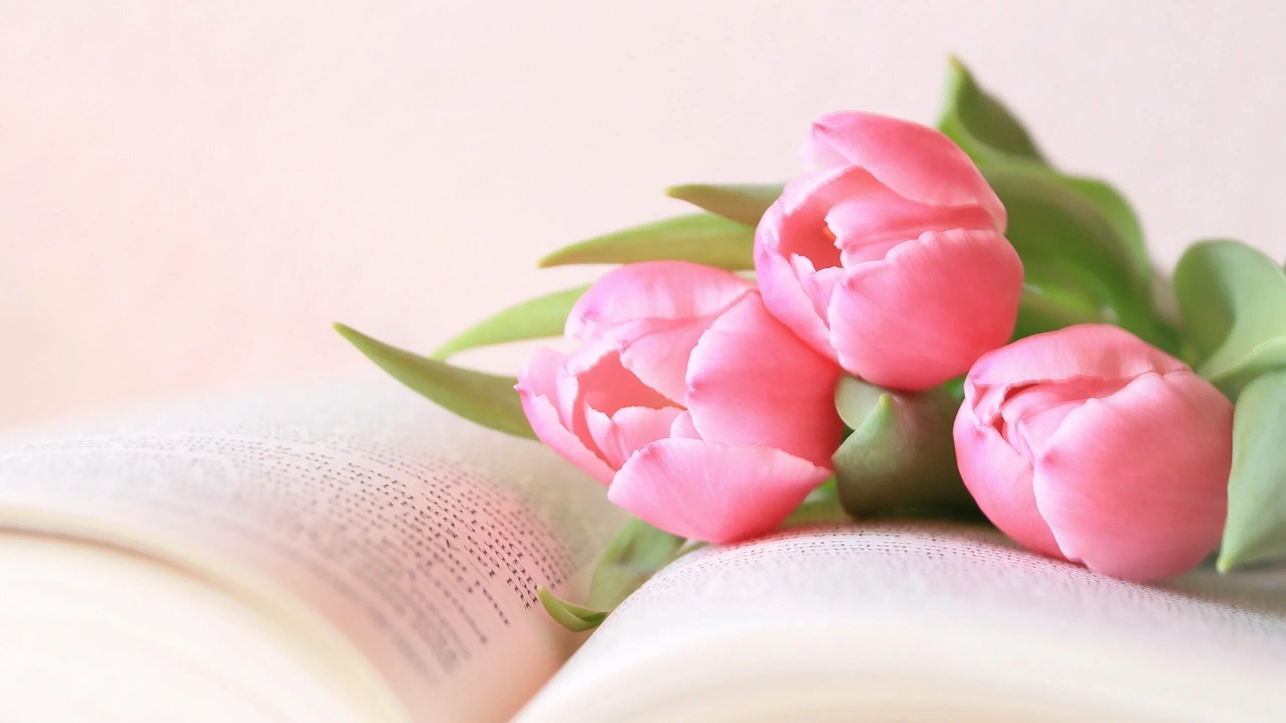 Нежные цветы с праздником. Нежные тюльпаны. Розовые тюльпаны.