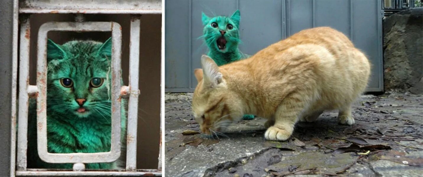 Кот зеленый цепи. Зеленый кот варна. бывают зеленые коты. болгарский кот. болгарский изумрудный кот.