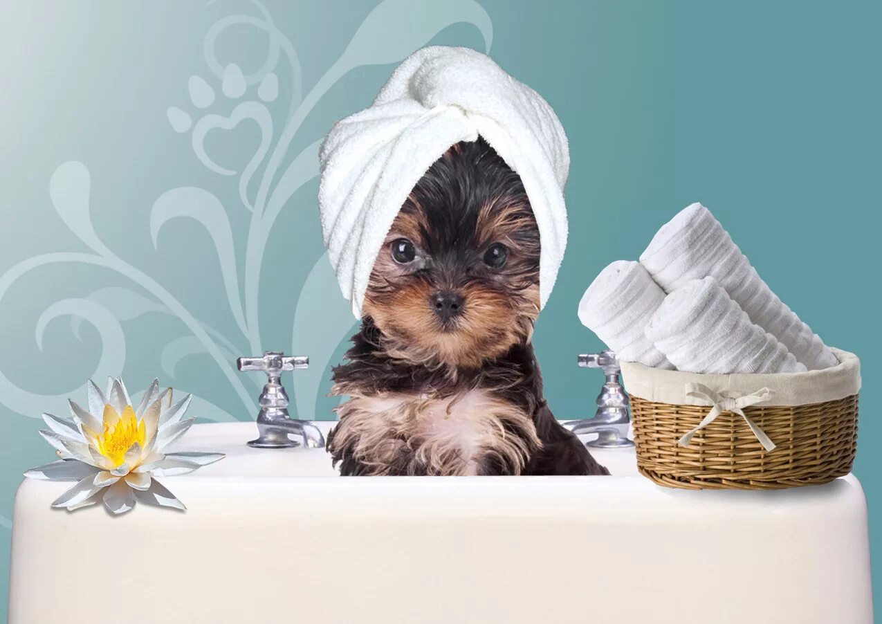 Pet spa. Груминг собак. Спа салон для животных. Собака с полотенцем на голове. Спа процедуры для животных.