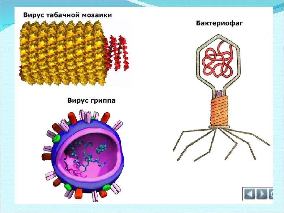 Многообразие вирусов 5 класс презентация. Вирусы по биологии. Вирусы по биологии 5 класс. Вирусы 5 класс. Вирусы биология 10 класс.