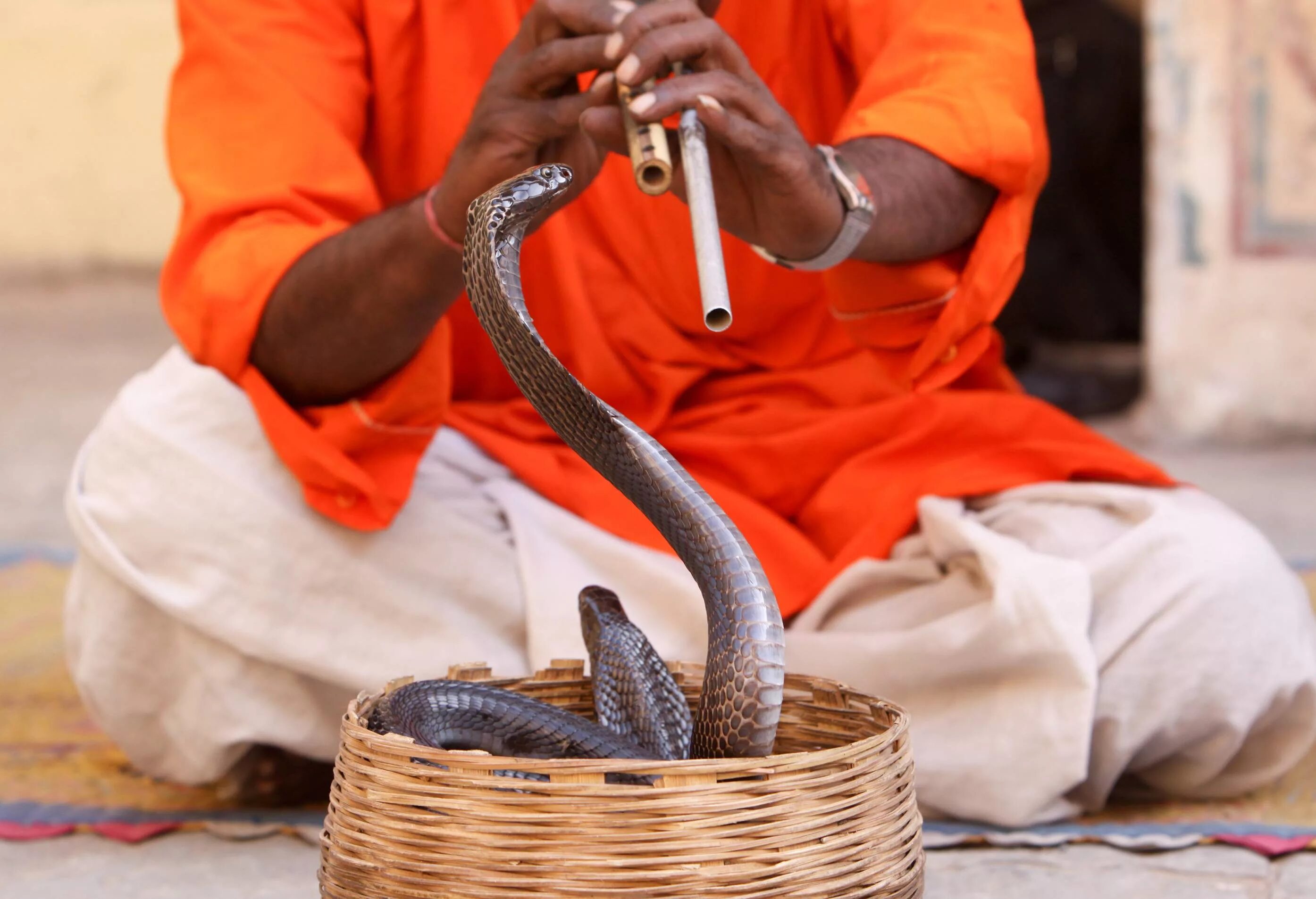 Индийский про змею. Факир Заклинатель змей. Заклинатели змей в Индии. Дудка заклинателя змей. Укротитель змей в Индии.
