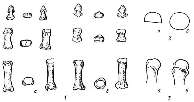 Форма головки члена. Фаланга пальцев мамонта. Фаланга пальца денисовцев. Лошадиные фаланги.