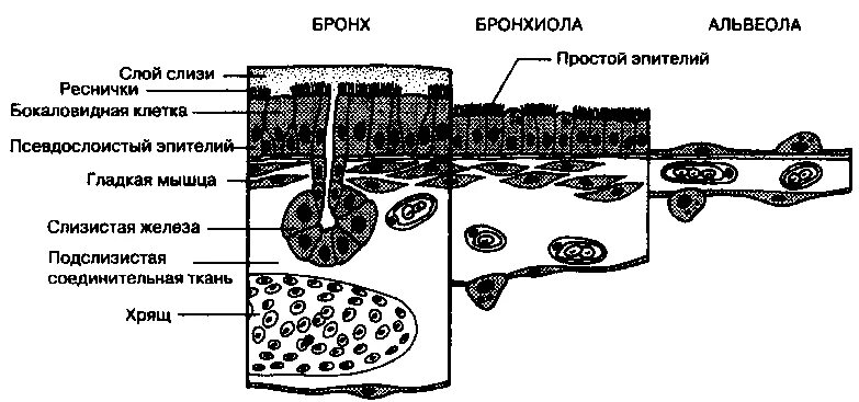 Эпителий дыхательных путей гистология. Эпителий воздухоносных путей гистология. Строение слизистой оболочки дыхательных путей. Строение стенки бронхов.