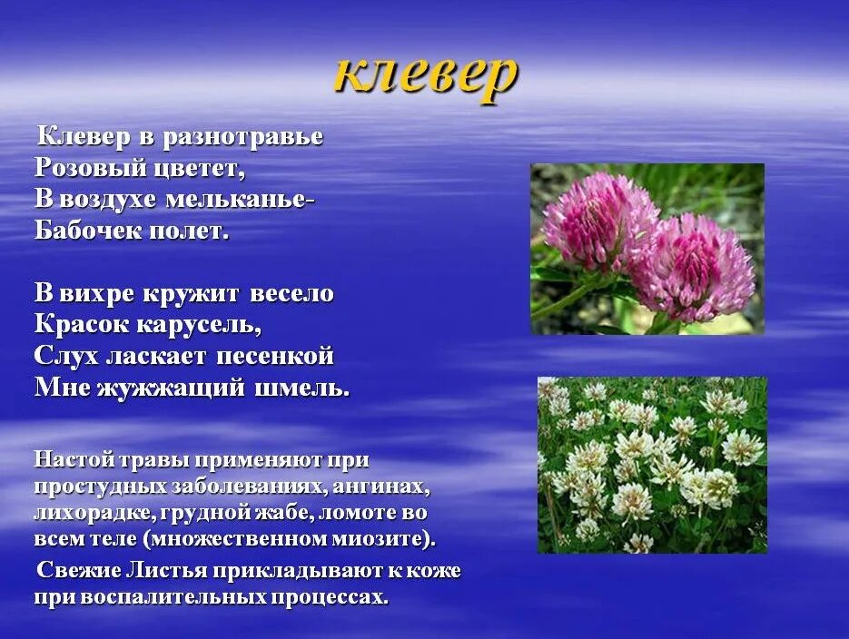 Загадка о луговых травах. Загадка про Клевер. Загадка про Клевер для детей. Доклад про Клевер.