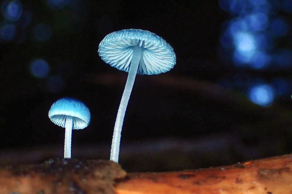 Живой синий гриб. Голубая Мицена. Гриб Mycena. Мицена волосистая. Мицена Mycena.