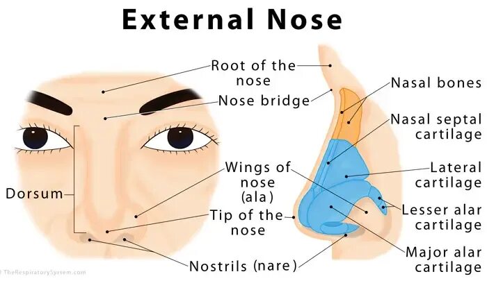 Нос перевести на английский. Анатомия носа. Крыло носа анатомия. Анатомия наружного носа на английском.