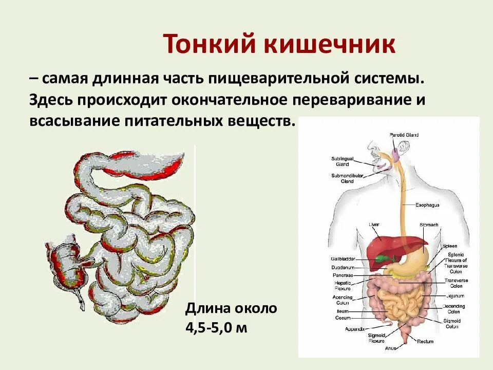 Из каких отделов состоит пищеварительный тракт. Самая длинная часть пищеварительной системы. Питание и пищеварение. Питание и пищеварение органы пищеварительной системы. Питание и пищеварение схема.