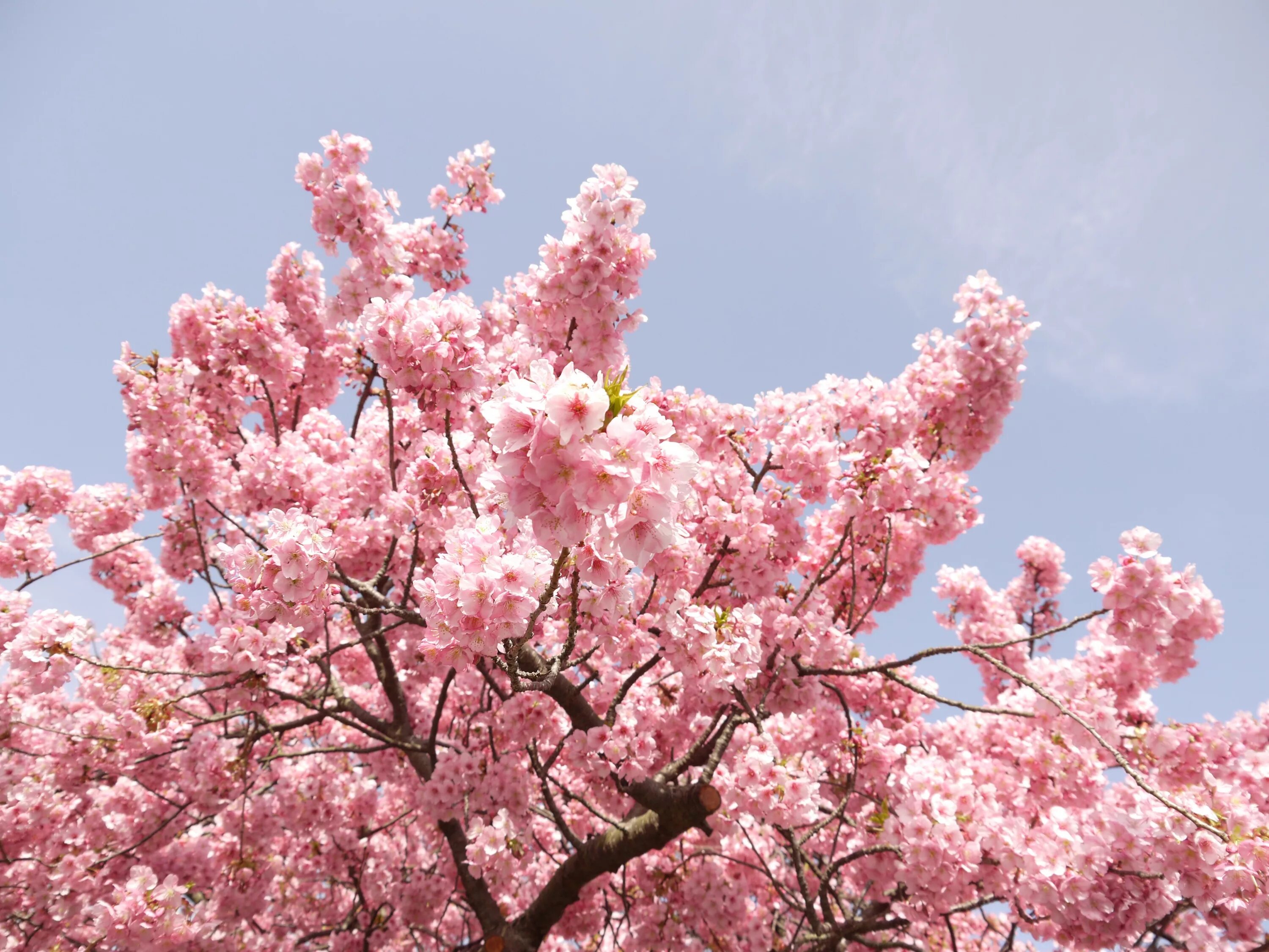 Дерево цветет розовым цветом название. Черри блоссом дерево. Сакура черри блоссом дерево. Сакура японская вишня. Китайская вишня Сакура.