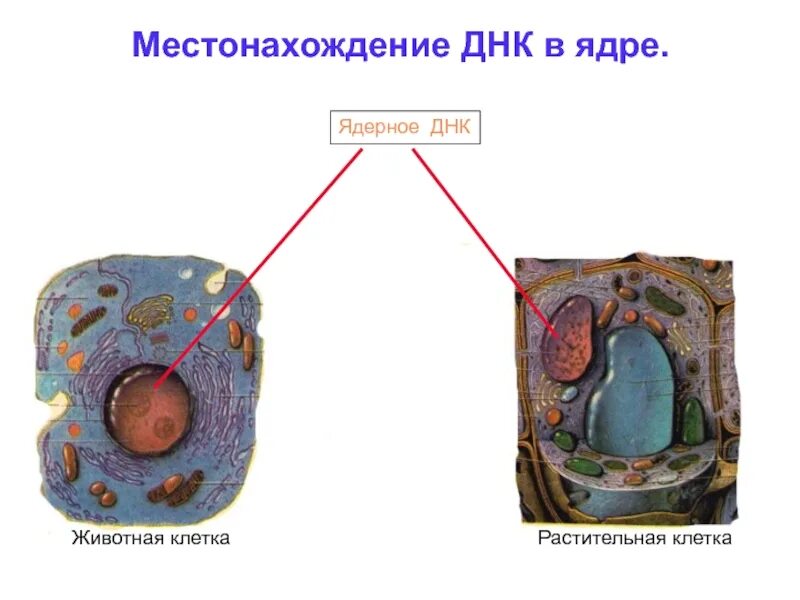 Местонахождение ДНК В ядре. Местонахождениеднкк в ядре. Место нахождения ДНК В растительной клетки. Местоположение клетки