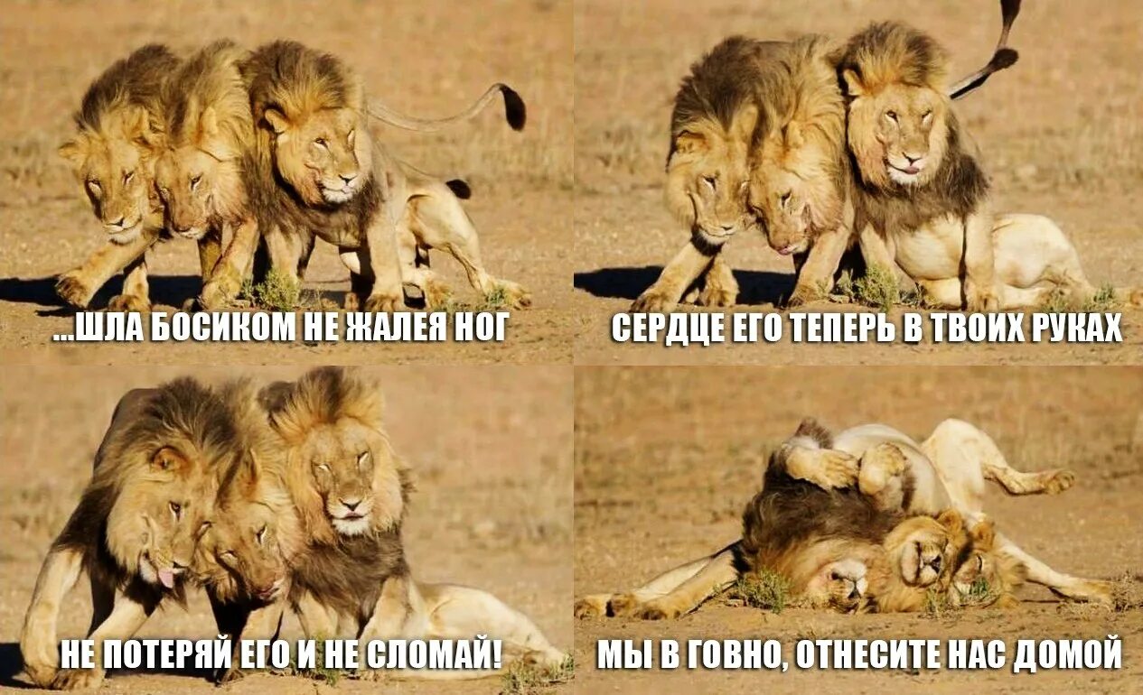 Мемы про львов. Мем с чайкой глубокий вдох. Максим вдоль ночных дорог текст. Шла босиком не жалея ног текст. Шла босиком не жалея ног текст.