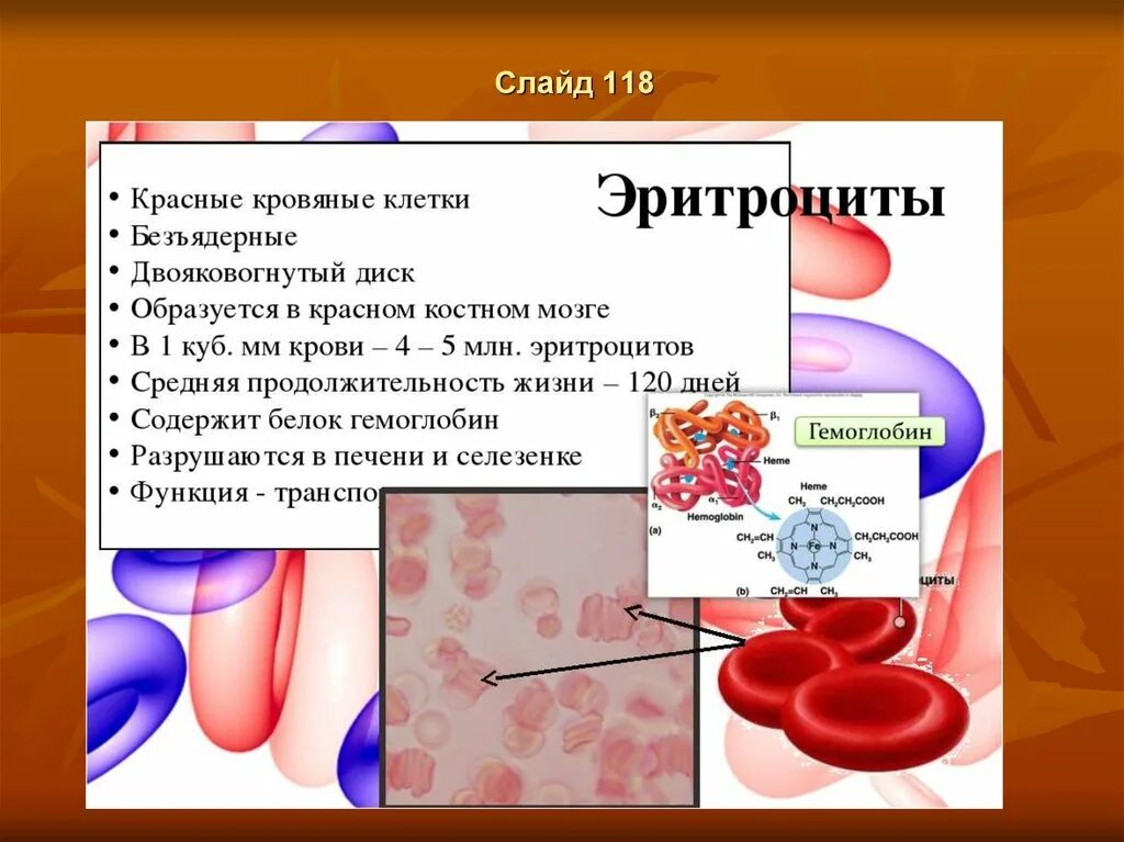 Печень и эритроциты. Строение крови. Строение крови человека. Эритроциты строение и функции. Функции эритроцитов в крови человека.