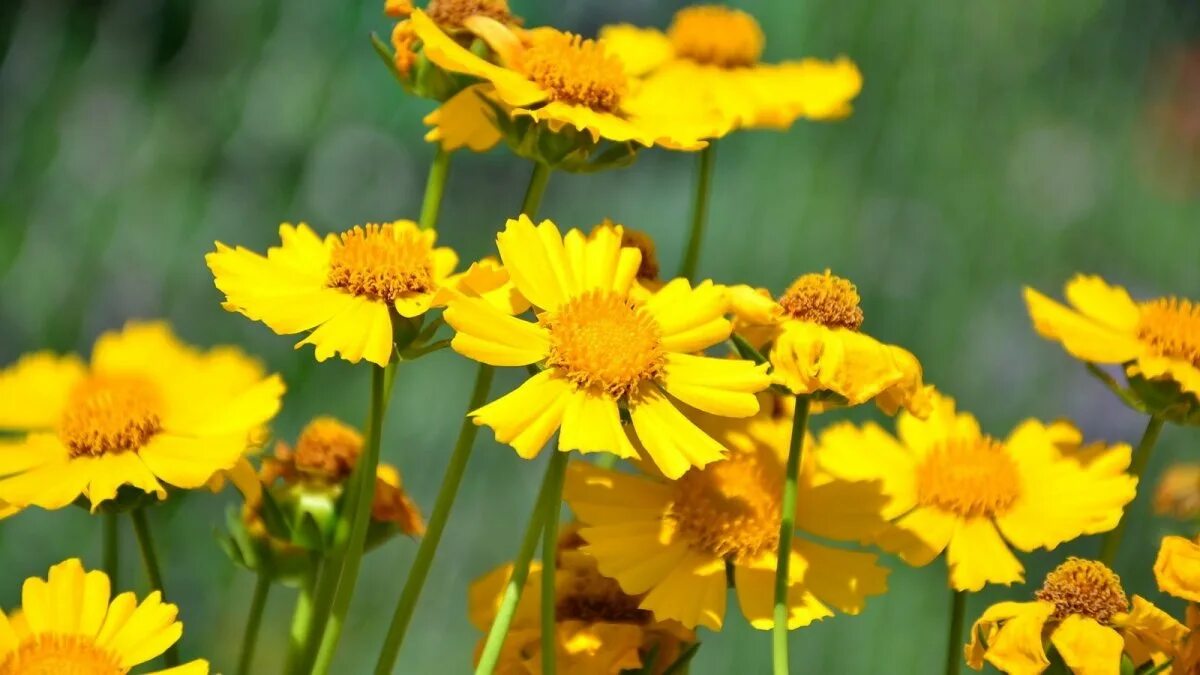 Многолистник Луговой. Желтый зонтичный цветок полевой. Многолетник Луговой желтый. Зерт желтый полевой.