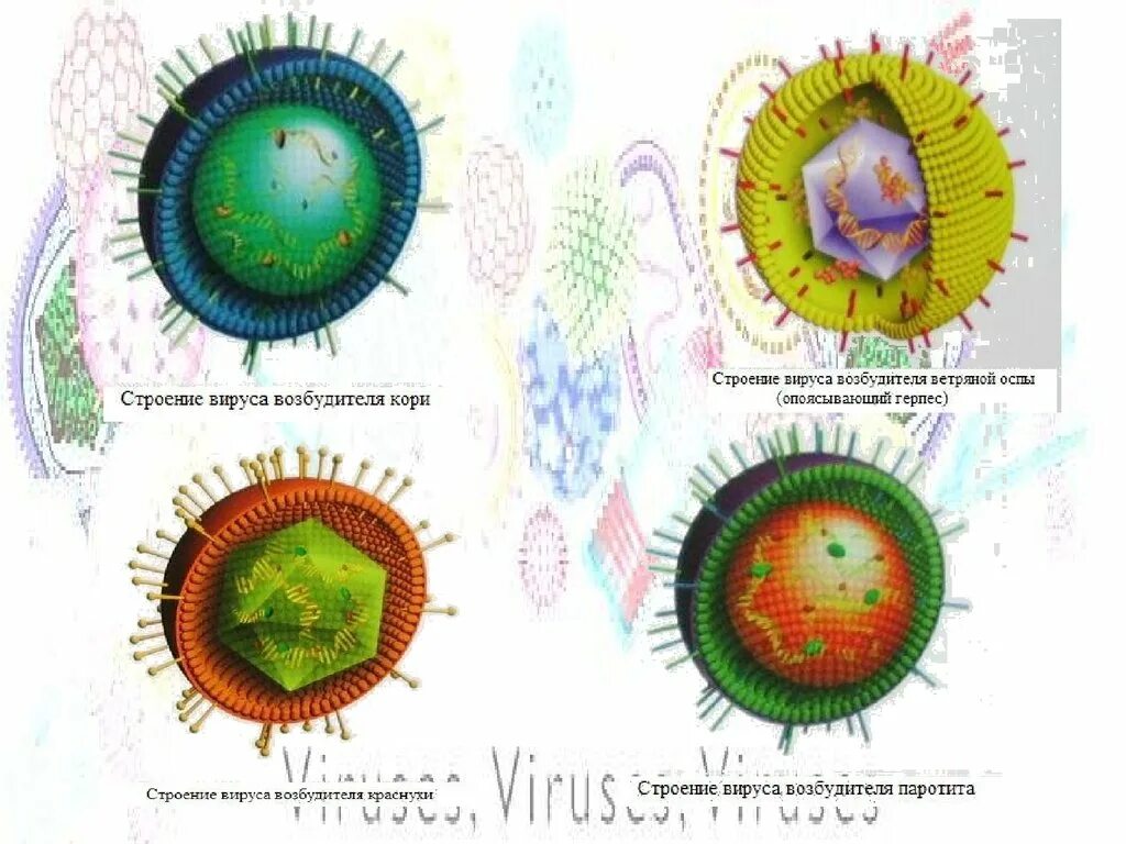 Вирус возбудителя кори. Вирус кори строение вируса. Вирус паротита строение вируса. Структура вируса кори. Строение вириона вируса кори.
