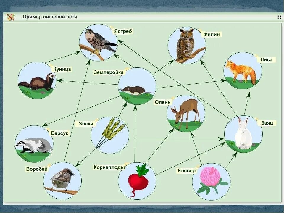 Пищевая сеть схема биология. Пищевые связи цепи питания схема. Примеры схема пищевой сети. Пищевая сеть леса схема. Составить сеть питания