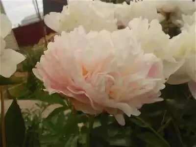 Пионовый рай аристарховой любови каталог с ценами