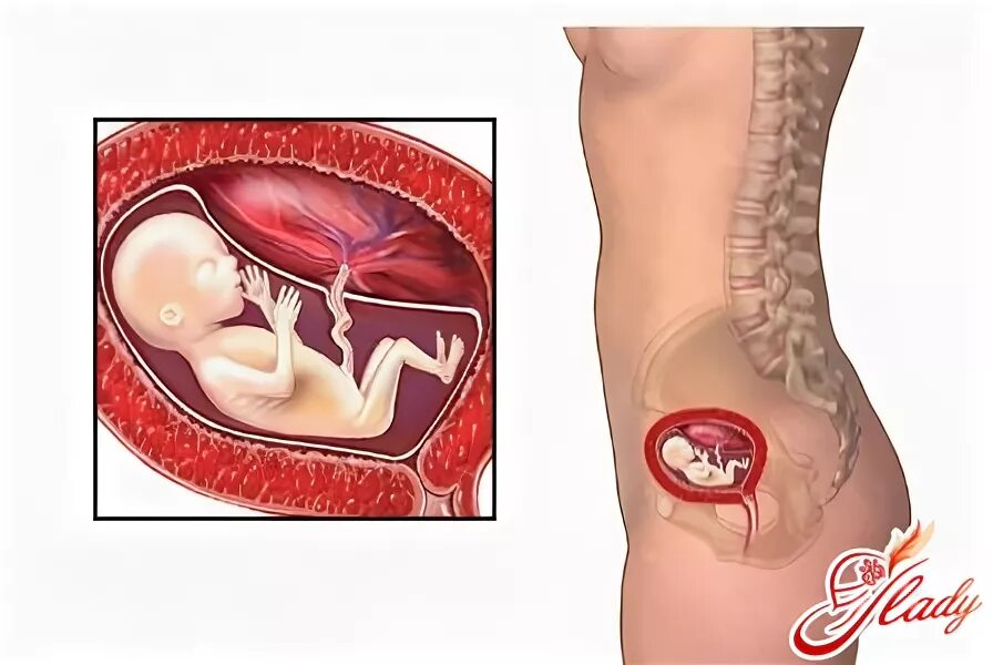 12 неделя плохо. 12 Недель беременности. Где находится плод на 12 неделе. Где в животе находится ребенок на 12 неделе. Где располагается ребенок на 12 неделе.