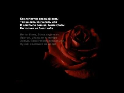 Алые розы стихи