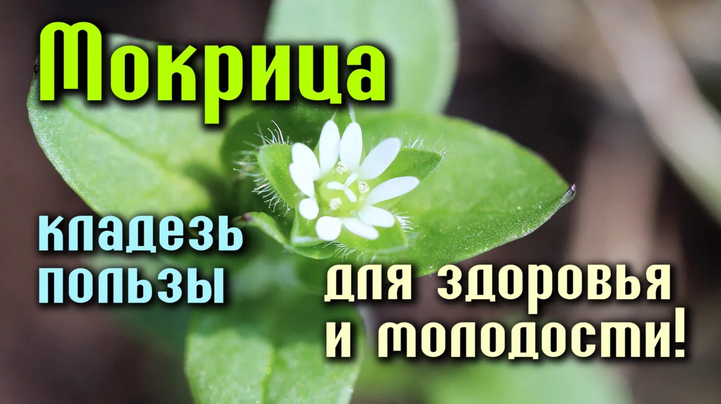 Мокрица польза и вред для здоровья. Мокрица трава лечебные. мокрица трава съедобная. трава мокрица зелёная. польза мокрицы для здоровья.