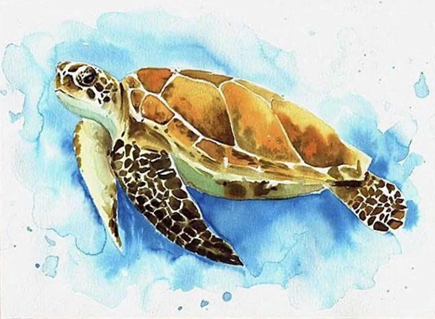 Морская черепаха акварелью. Красноухая черепаха акварелью. Морская черепаха рисунок акварелью. Акварель морская Черепаза. Сен санс черепаха