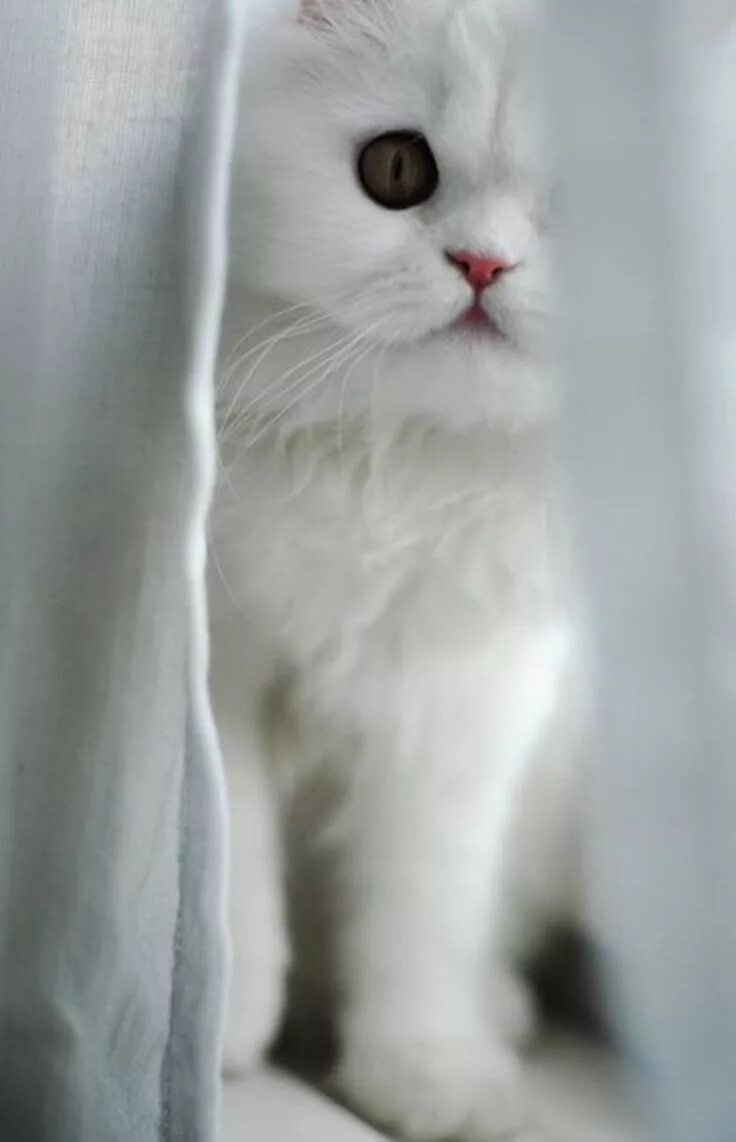Белый котик. Красивый белый котенок. Кошка белая. Беленькая кошечка. Белая киса