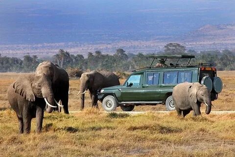 Wildlife tour