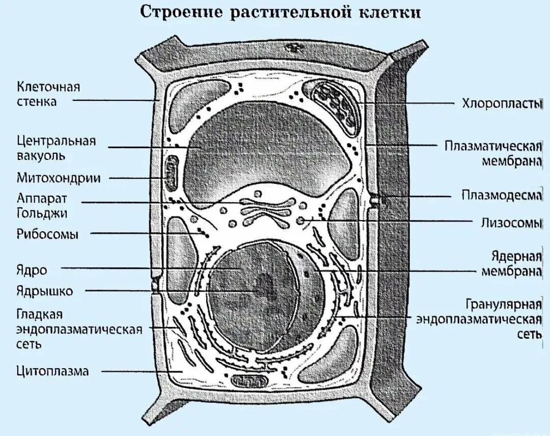 Растительная клетка рисунок