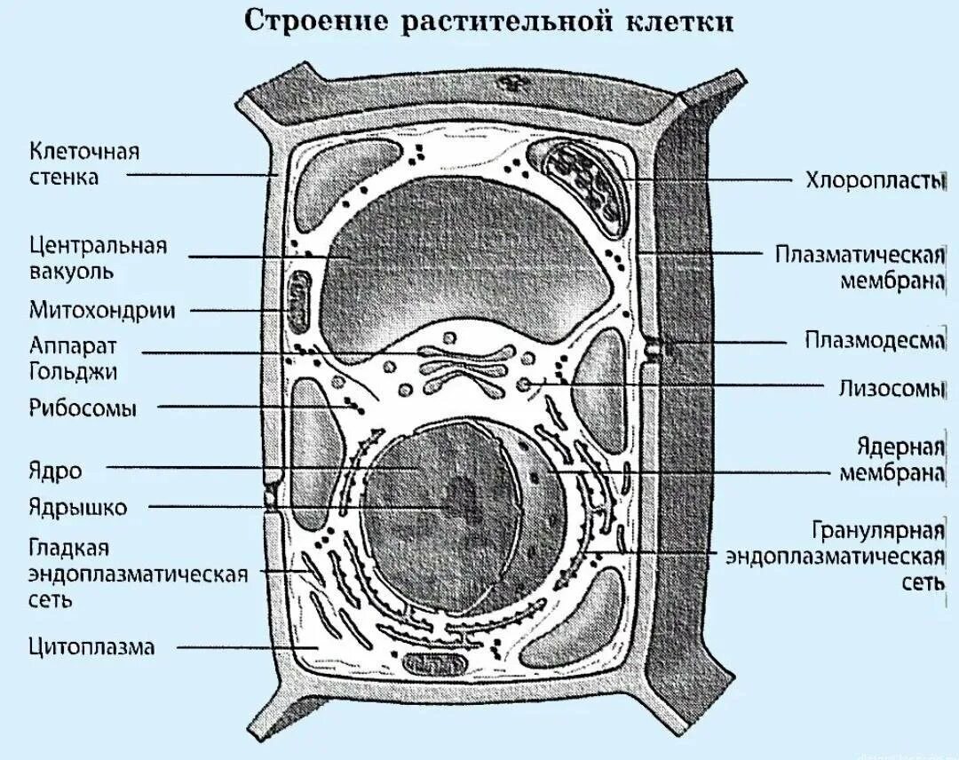 Рисунок растительной клетки 6 класс с обозначениями. Схема строения растительной клетки. Строение растительной клетки рисунок. Схема строения клетки растения. Структура растительной клетки схема.