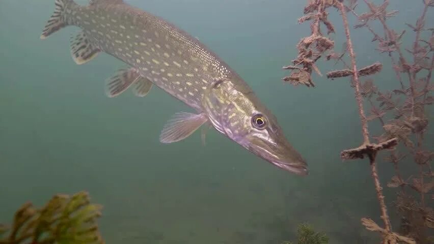 Обыкновенная щука (Esox Lucius). Рыбы реки Камы. Животные реки Кама. Река Кама рыбы. Щука водится