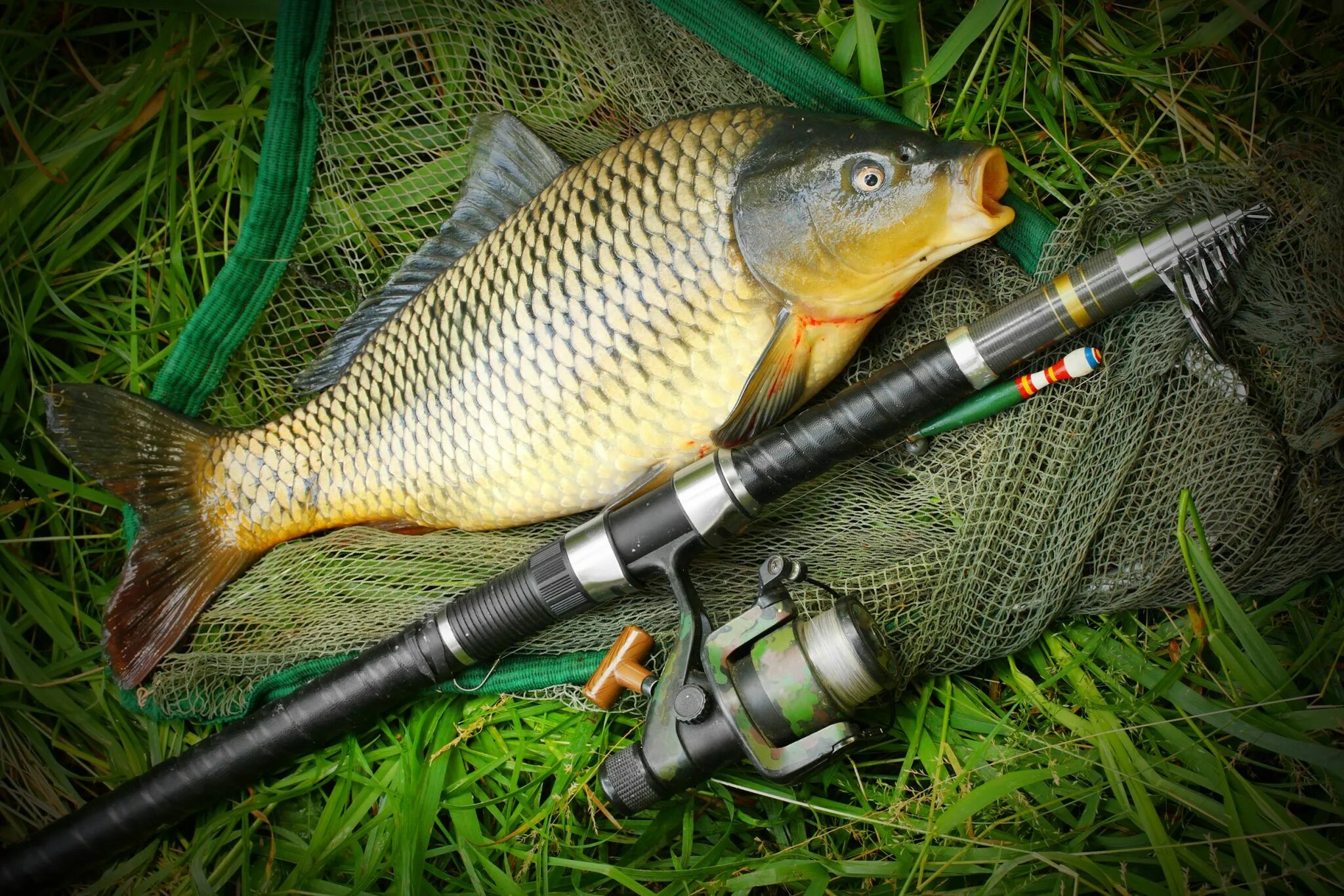 Сазан (Cyprinus Carpio). Карп (Cyprinus Carpio). Рыбалка на карпа. Удочка на сазана.