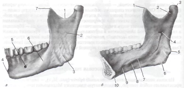 Нижняя челюсть кость анатомия. Processus coronoideus нижней челюсти. Венечный отросток нижней челюсти- processus coronoideus. Нижняя челюсть кость черепа. Нижняя челюсть с другими костями черепа