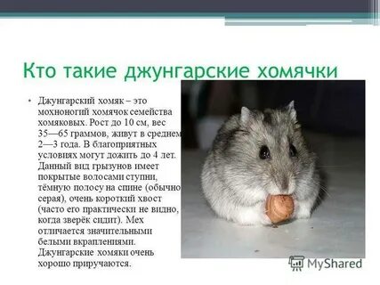 Хомяк нужно прибыль в час или
