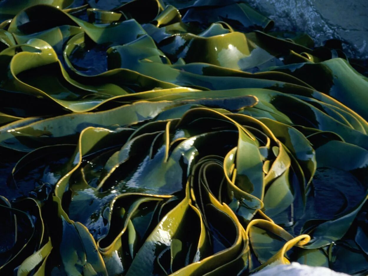 Kelp algae. Seaweed Laminaria. Водоросли нори в природе. Подводные растения.