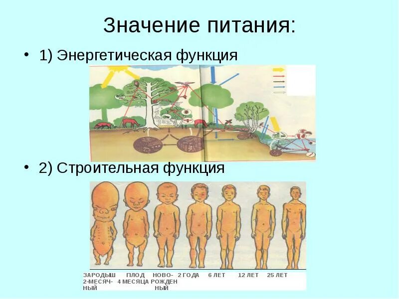 Значение питания функции. Энергетическая функция питания. энергетическая функция значение. роль пищи энергетическая. энергетическая функция пищи в организме выполняют.