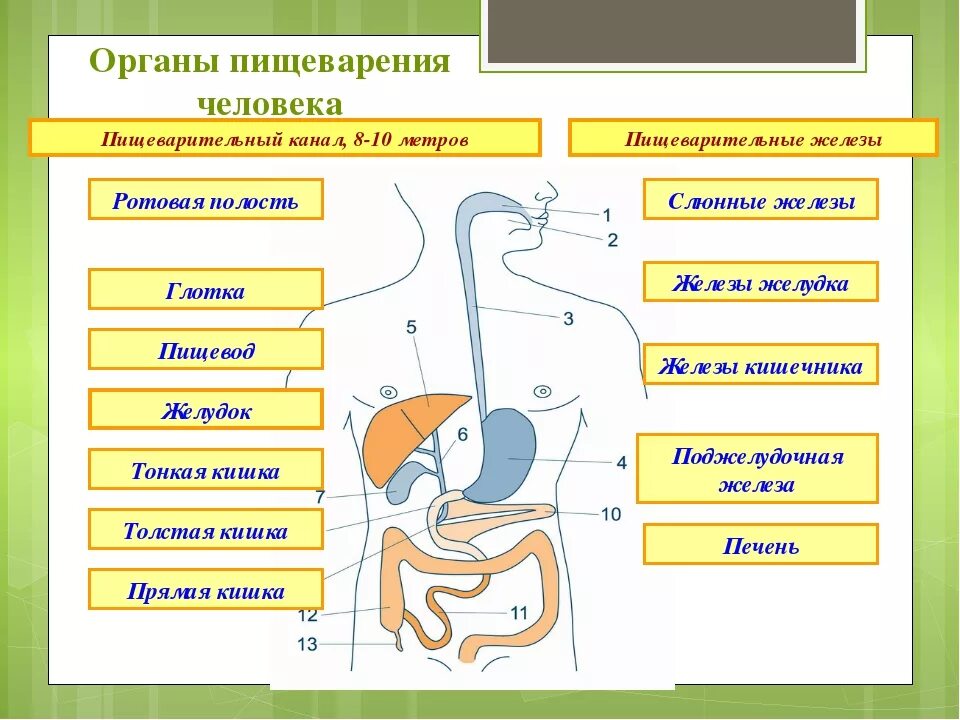 Функции пищеварительного канала и пищеварительные железы. Системы органов человека пищеварительная система. Схема пищеварительной системы 8 класс биология. Строение и функции пищеварительной системы. Пищеварительная система человека схема последовательность.